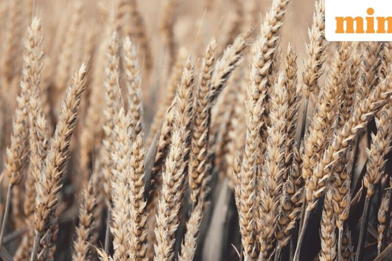 Ganesh Consumer Products IPO to list on Monday; GMP signals muted debut, price and details here